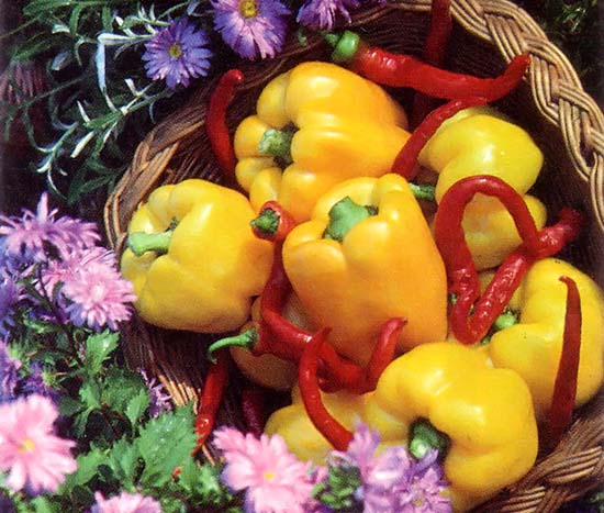Orobelle golden peppers, set off with red chilies, are pretty enough for a centerpiece.